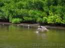 Pelican in flight * Pelican in flight * 2272 x 1704 * (3.28MB)