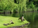 Spring Geese * Geese * 2272 x 1704 * (2.61MB)