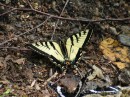 Flume Gorge * Eastern Tiger Swallowtail * 2272 x 1704 * (2.22MB)