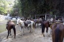 Horses * Horses from the horseback to the waterfall at Yelapa. * 3076 x 2052 * (5.17MB)