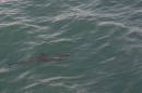 Dolphin * We spotted dolphins swimming in front of the tour boat. * 3076 x 2052 * (3.29MB)