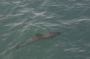 Dolphin * We spotted dolphins swimming in front of the tour boat. * 3076 x 2052 * (3.08MB)