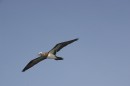 Bird * A bird flys across the front of the tour boat. * 3076 x 2052 * (2.67MB)